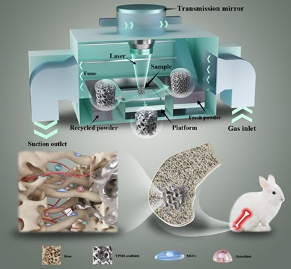 清華、北大、北醫(yī)三院聯(lián)合：高溫氧化處理3D打印鎂合金骨植入物結(jié)構(gòu)優(yōu)化及體內(nèi)外生物降解行為